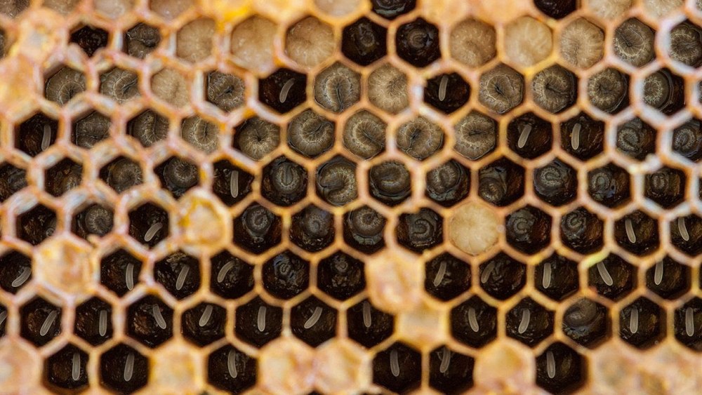 Пчелы mesocheira bicolor