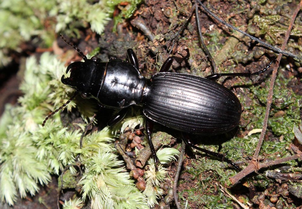 Жужелицы Coleoptera, Carabidae