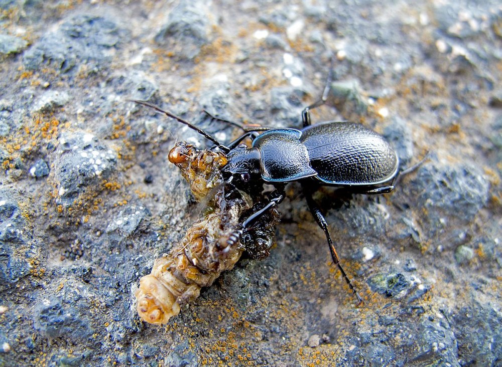 Карабус Прикарпатский — Carabus hampei kust