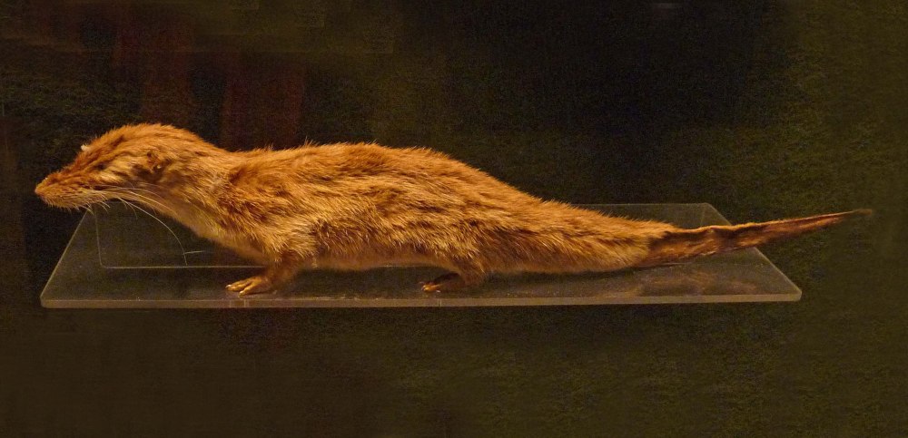 Potamogale Velox