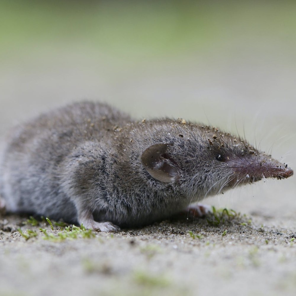 Spitzmaus