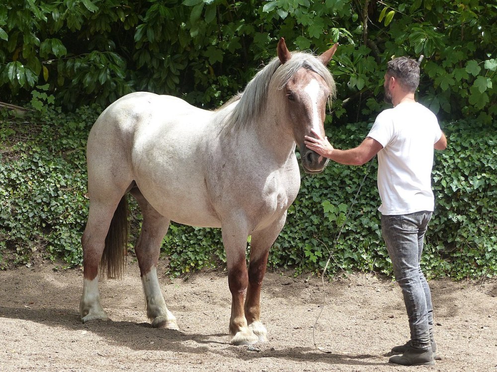 Strawberry Roan