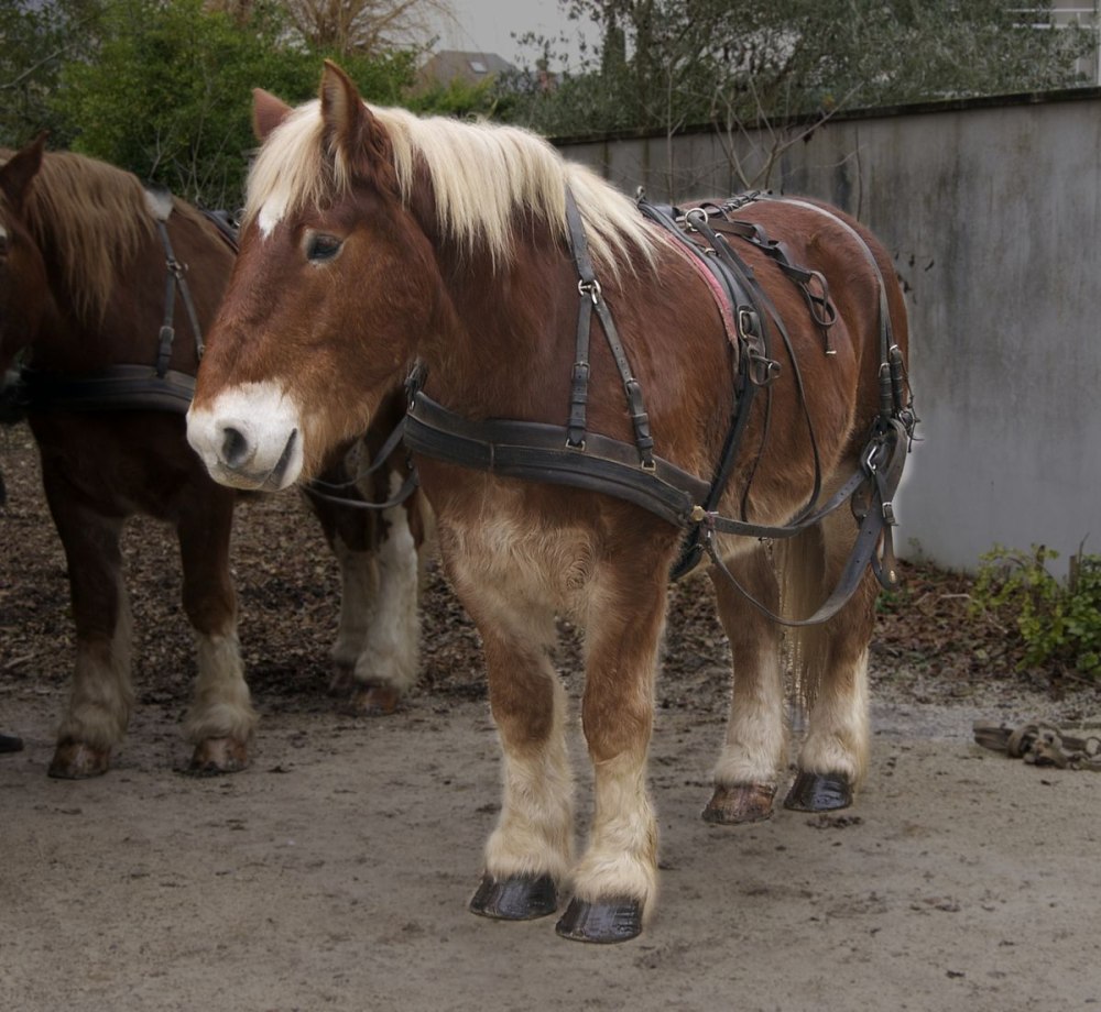 Breton Horse