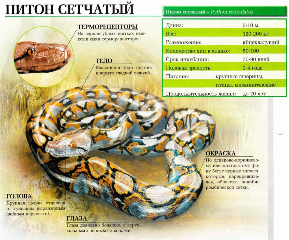 Самый большой сетчатый питон в мире длина и вес