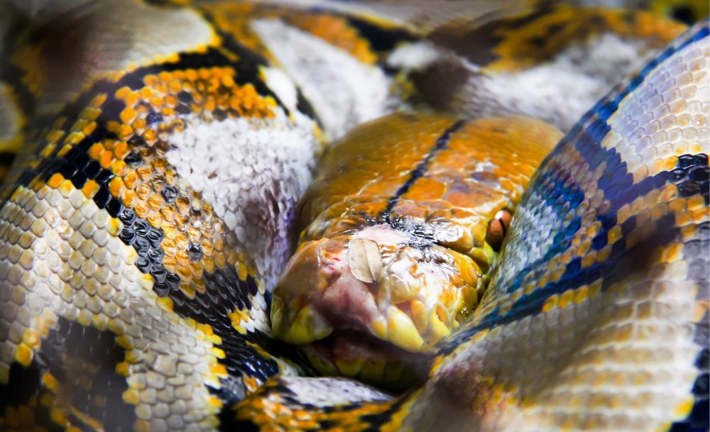 Boa Snake torture
