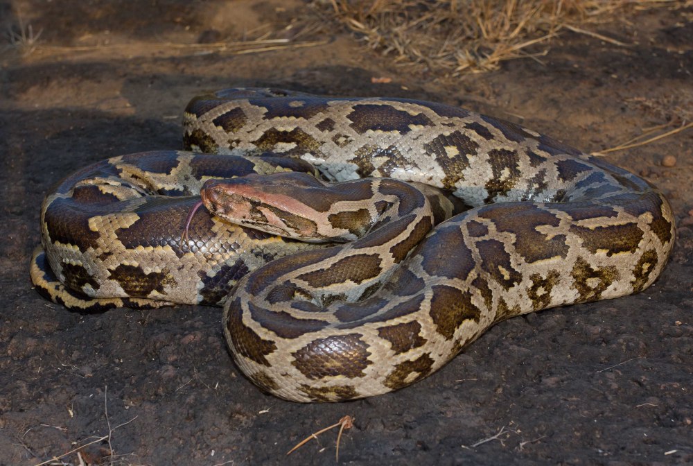 Анаконда eunectes beniensis