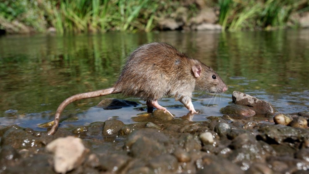 Серая крыса Rattus norvegicus