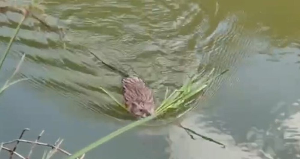 Водяная крыса