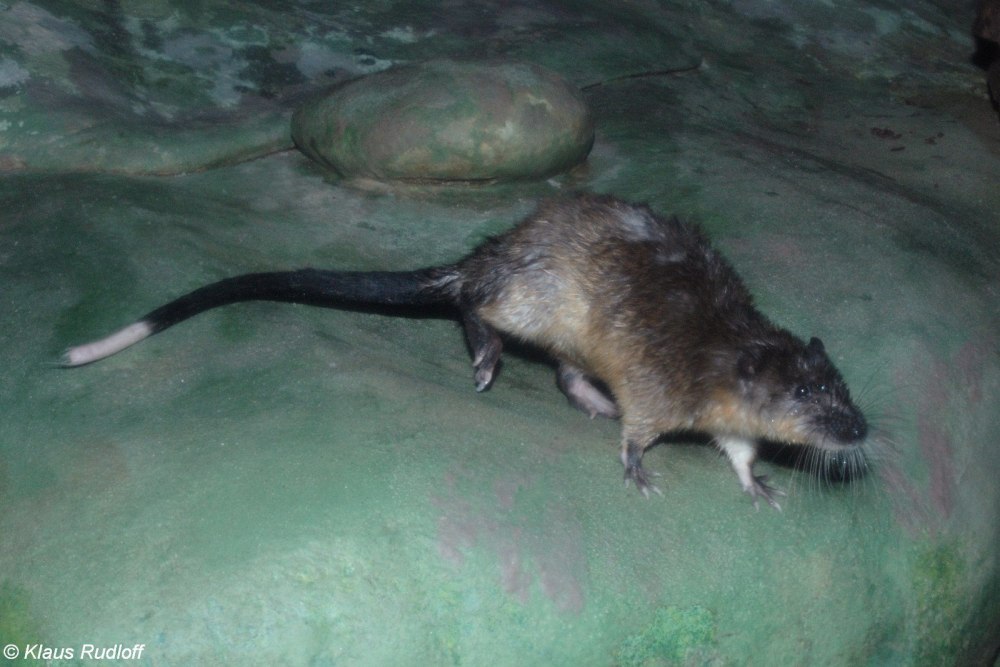 Болотные крысы Otomyinae