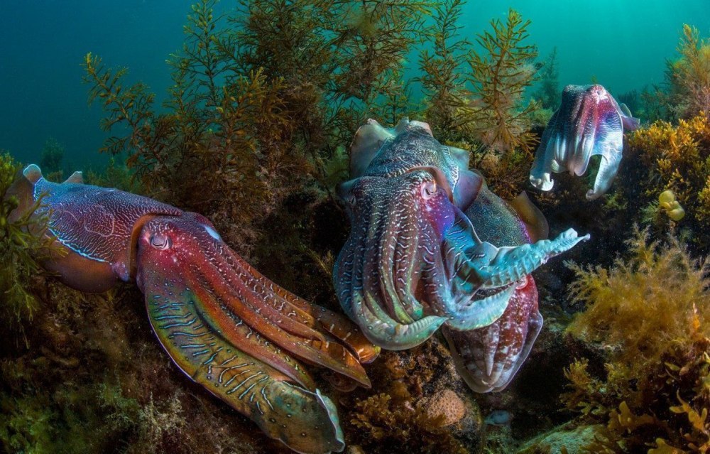 Аравийское море под водой