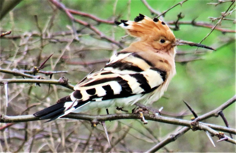 Кои птица