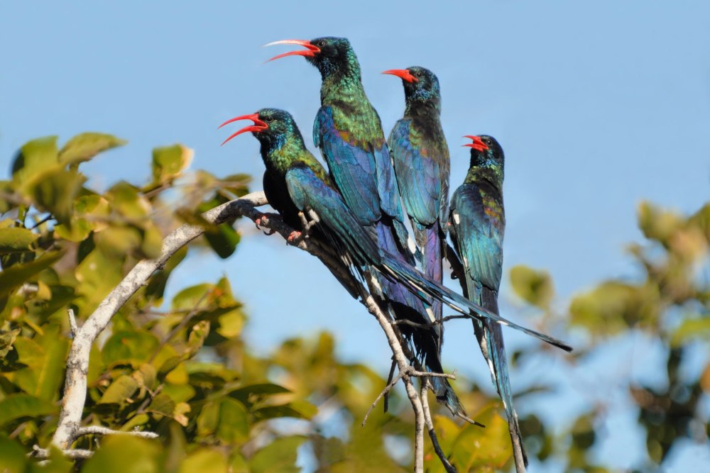 Phoeniculus purpureus