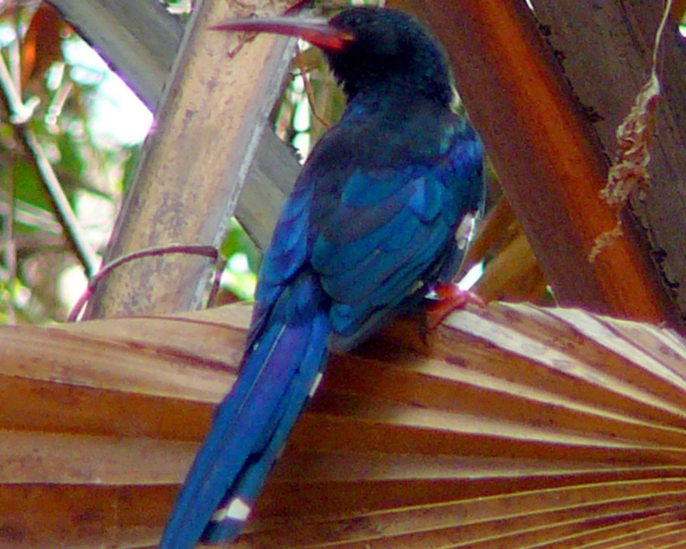 Phoeniculus purpureus