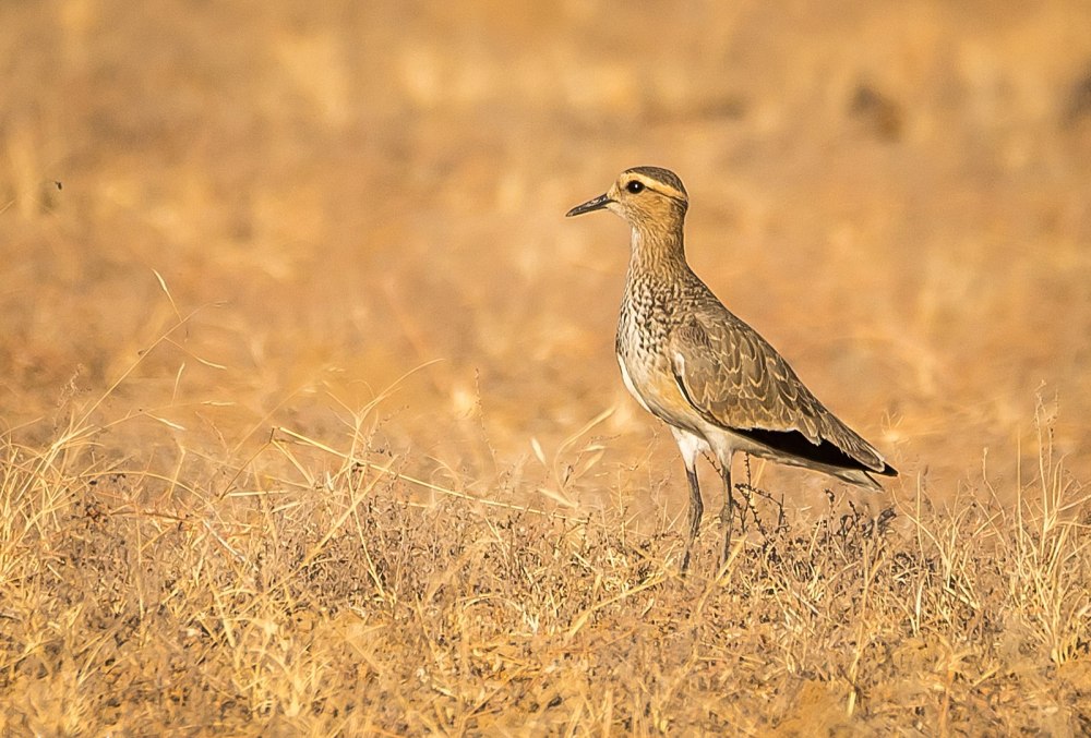 Vanellus gregarius