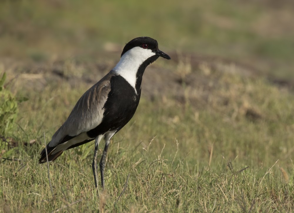 Spur Winged Lapwing