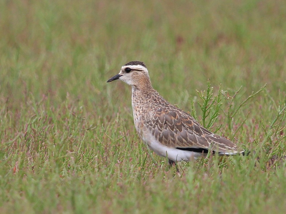 Кречётка Vanellus gregarius