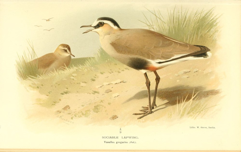Vanellus gregarius