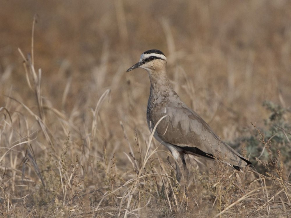 The sociable Lapwing or sociable Plover (Vanellus gregarius)