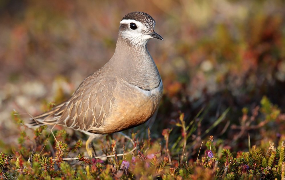 Хрустан – Eudromias morinellus