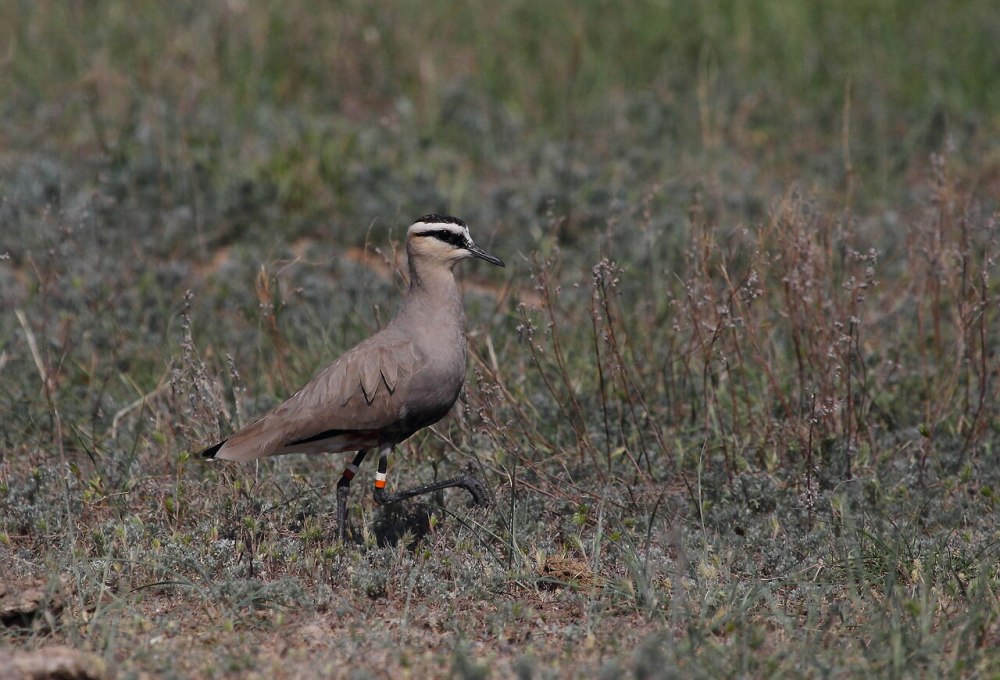 Vanellus gregarius