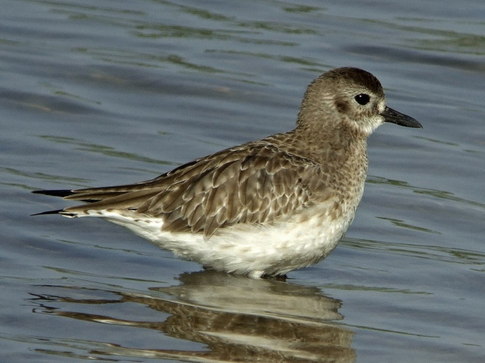Plover Чибис