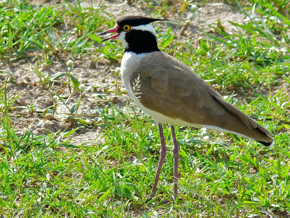 Senegal Lapwing (Vanellus lugubris)