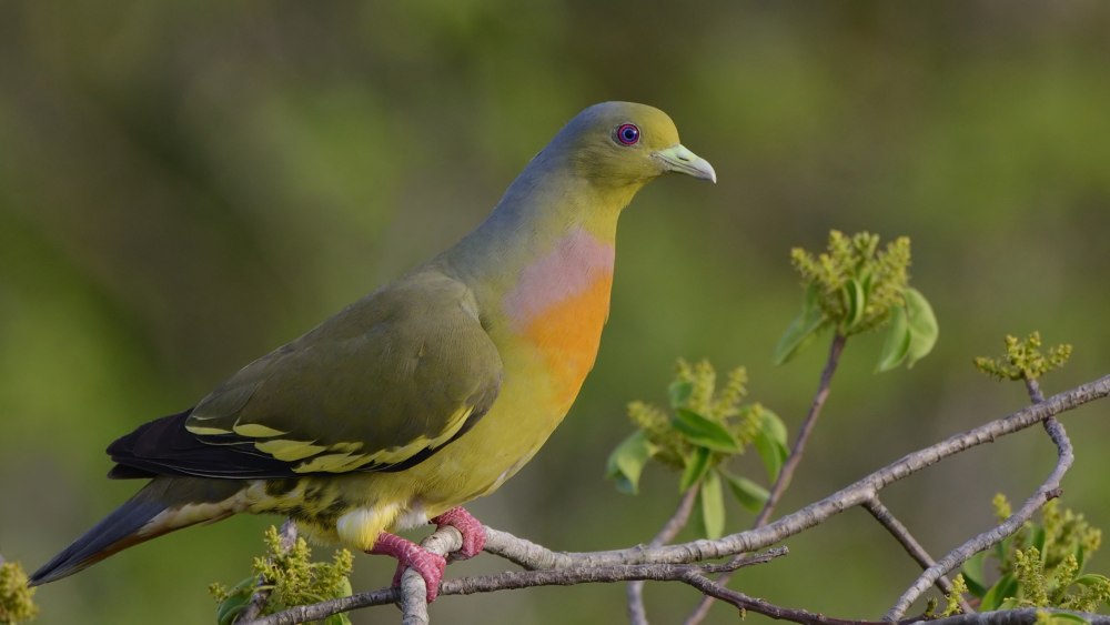 Treron bicinctus