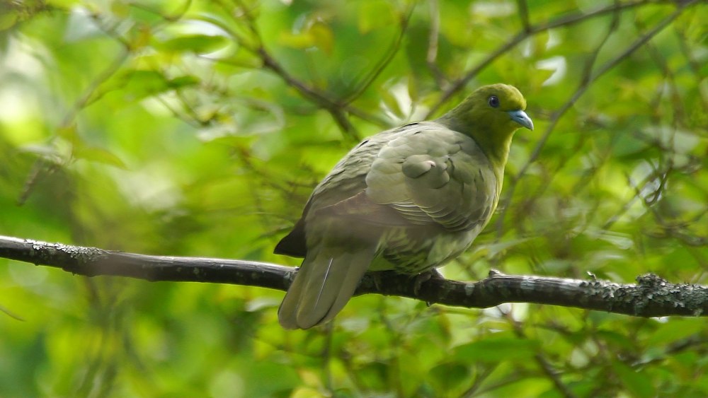 Treron sieboldii