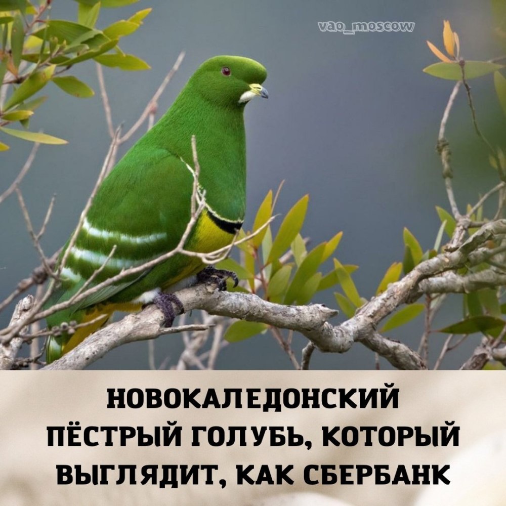 Невокаледонский пёстрый голубь