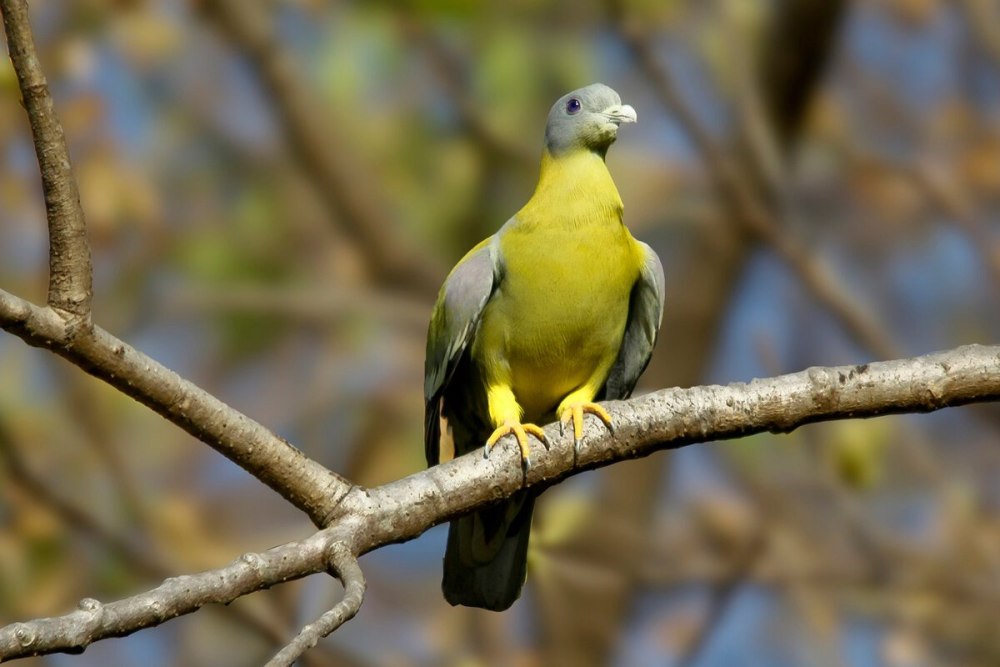 Treron sieboldii