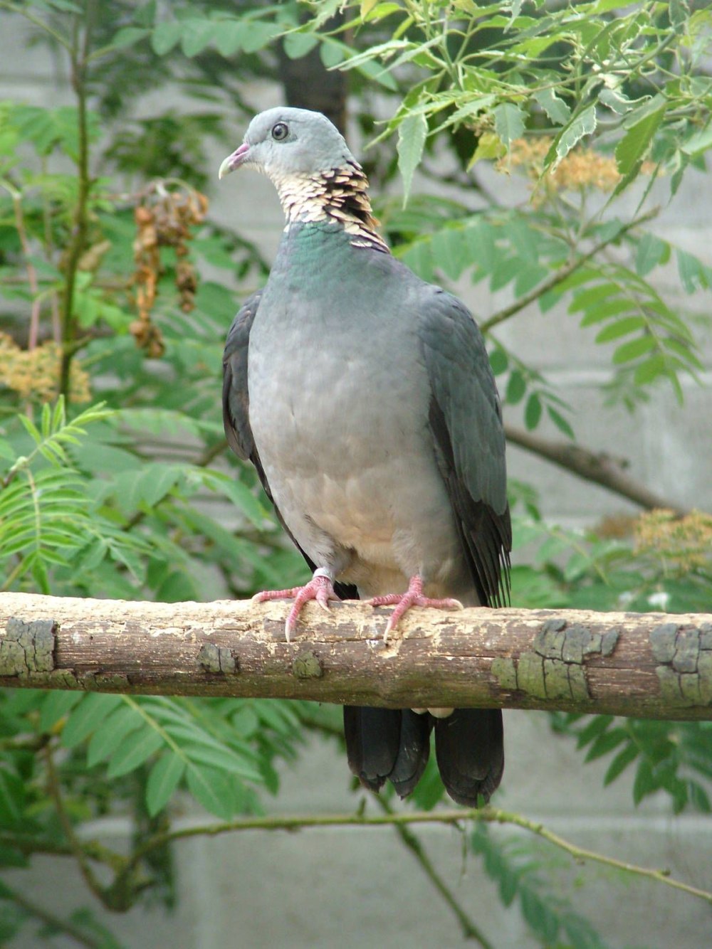 Пепельный голубь Columba pulchricollis
