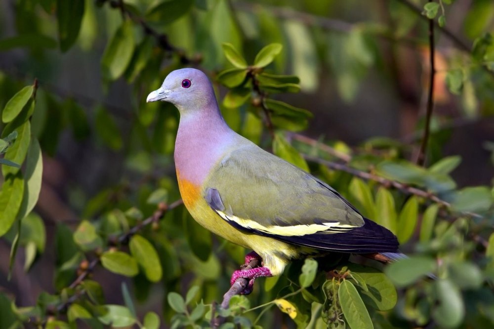 Pink-necked Green Pigeon