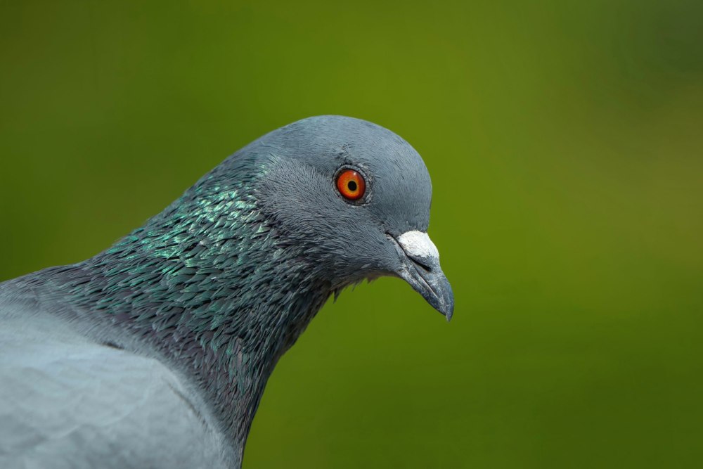 Domesticated Pigeon