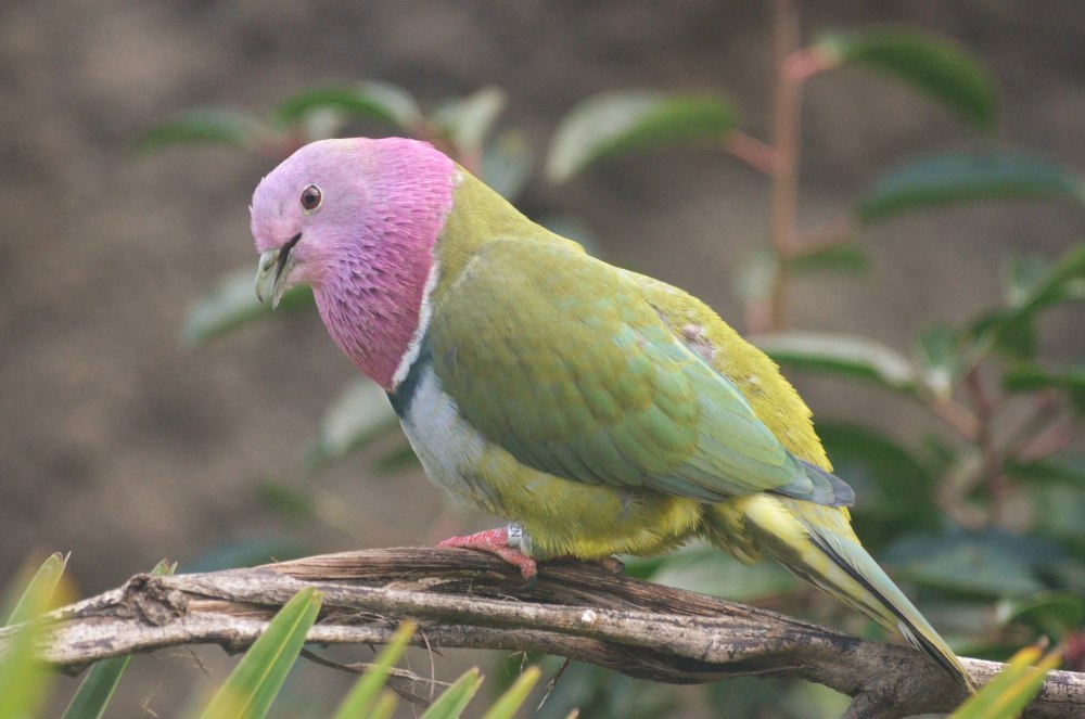 Ptilinopus dupetithouarsii