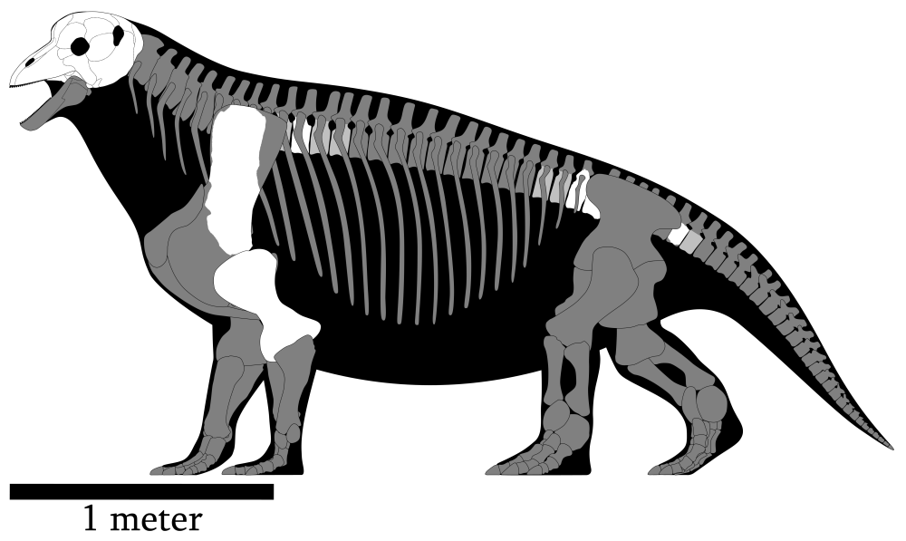 Tapinocephalus atherstonei