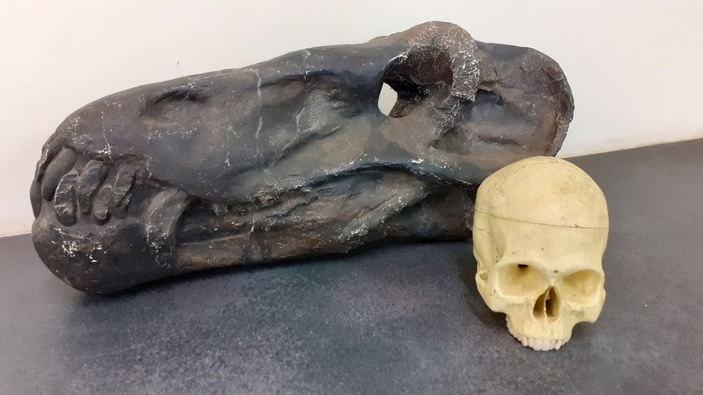 Антеозавры Anteosaurus magnificus