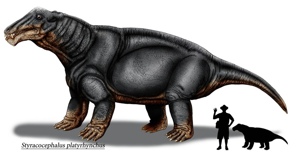 Tapinocephalus atherstonei