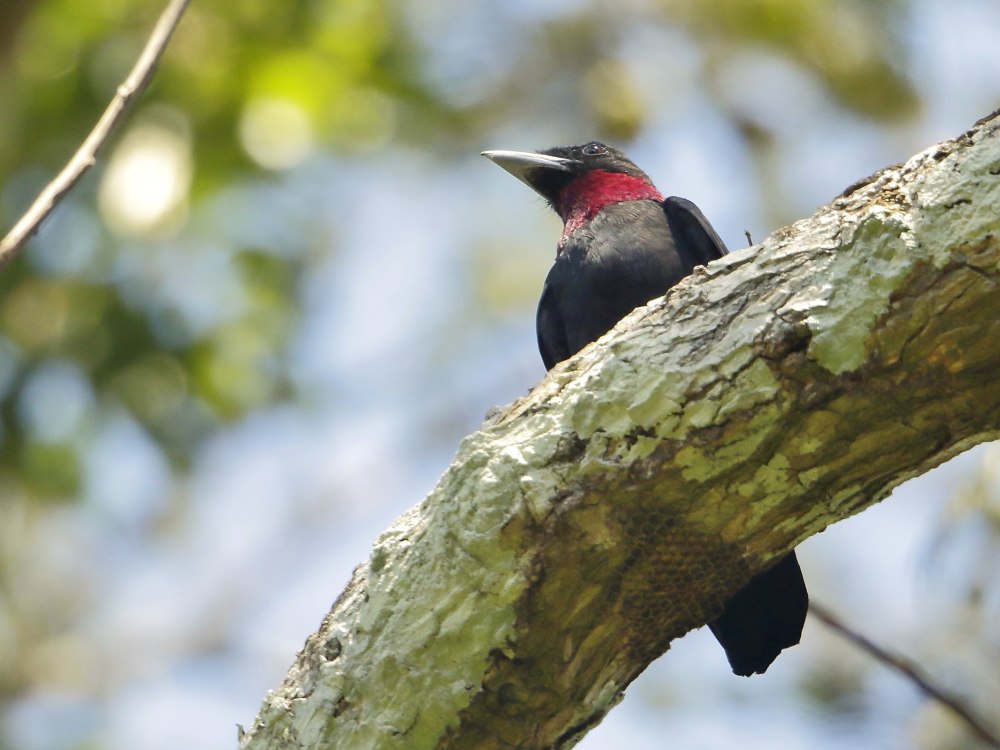 Purple-throated Fruitcrow