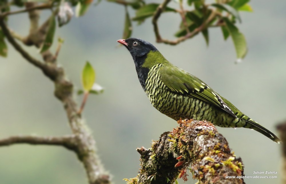 Pipreola Formosa