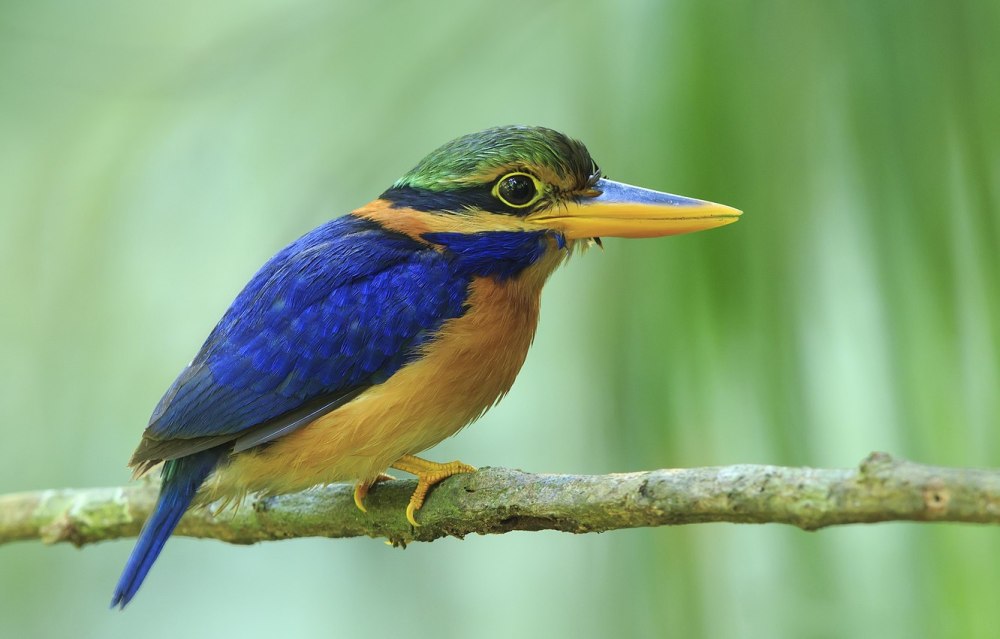 Yellow billed Kingfisher