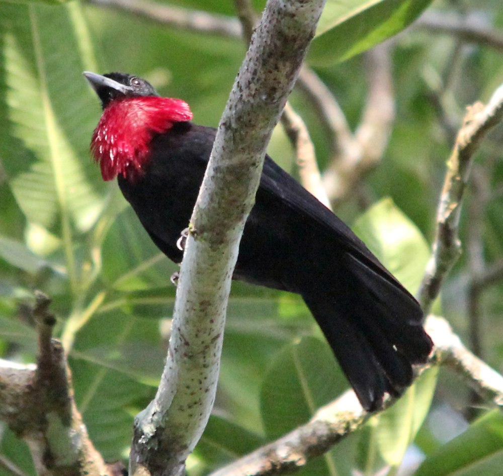 Purple-throated Fruitcrow
