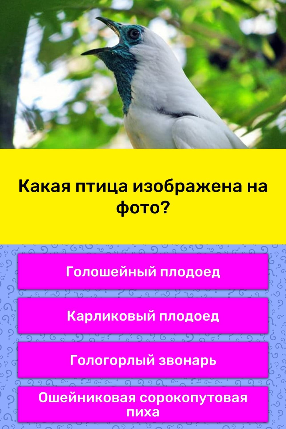 Какая птица изображена на фото?