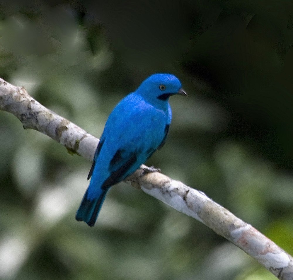 Blue Cotinga