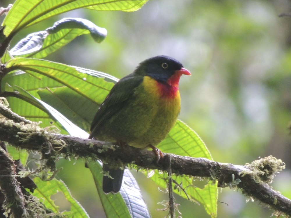Scaled Fruiteater