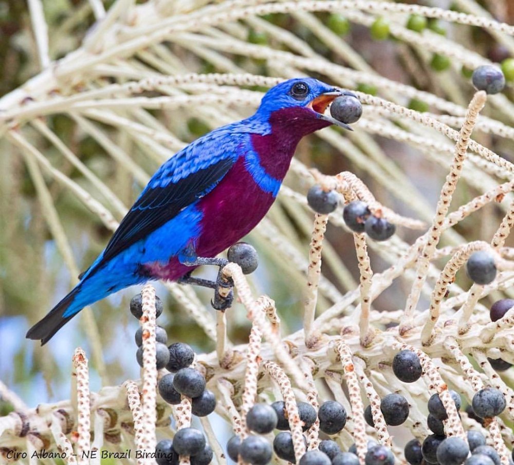 Cotinga Cotinga