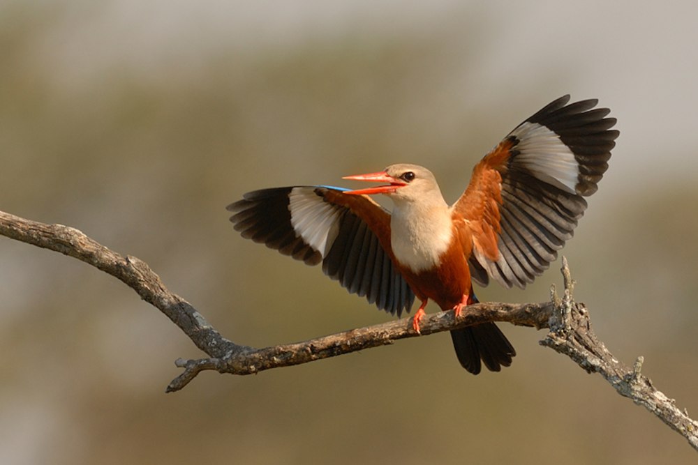 Ruan minnar Wildlife Photography Grey-headed Kingfisher