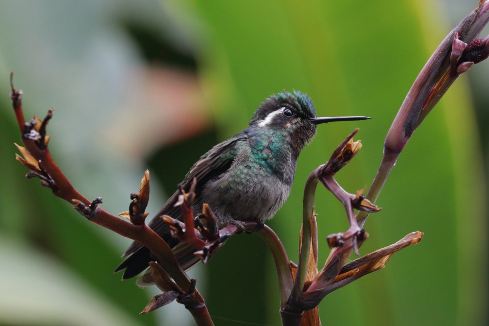 Phapitreron amethystinus
