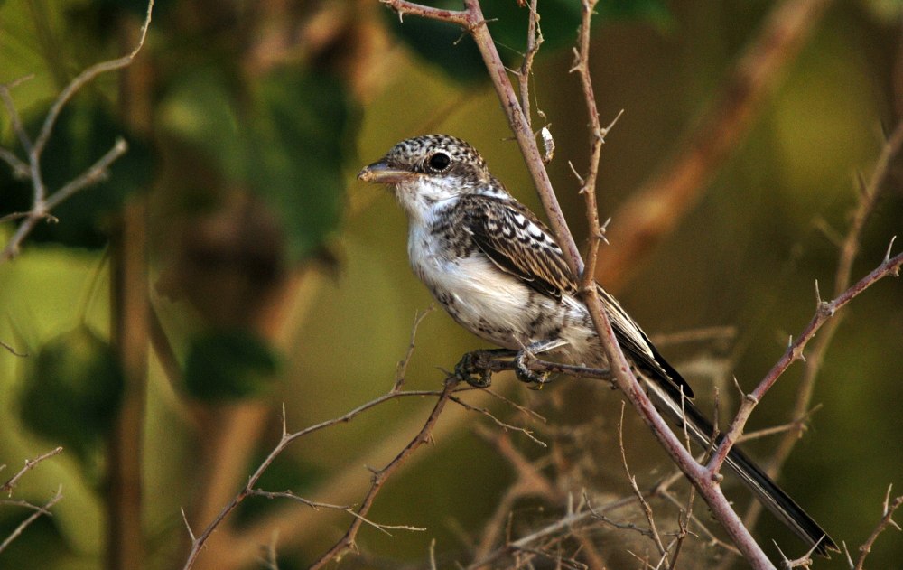 Lanius nubicus