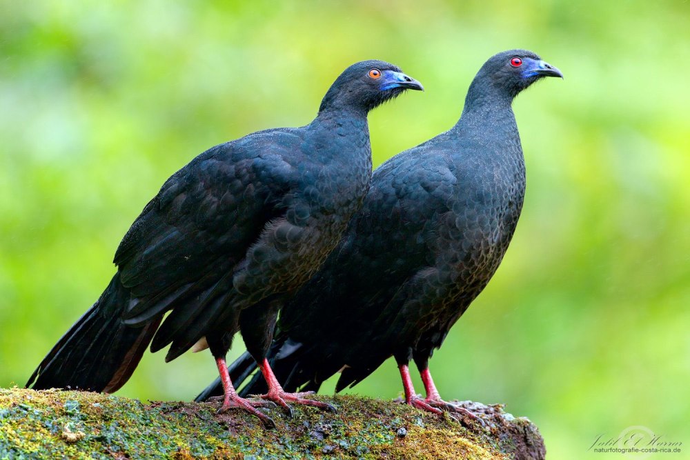 Black Guan перевод