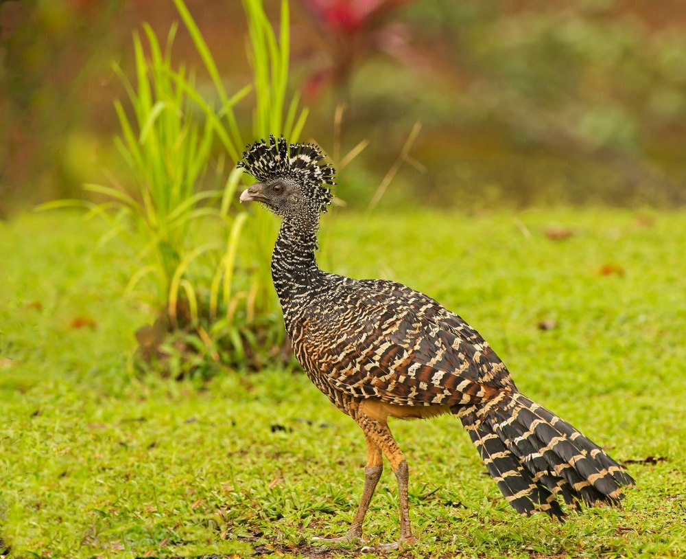 Crax rubra